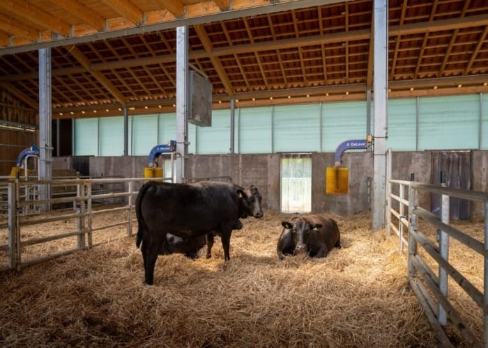 Einige Wagyu Rinder stehen und liegen in einem gepflegten offenen Stall. Der Stall ist großzügig ausgelegt und die Rinder fühlen sich augenscheinlich sehr wohl. Frisches Stroh und Massage- und Reinigungsbürsten sind auch zur Genüge vorhanden.