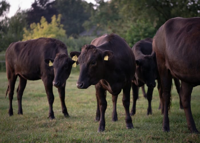 Junge Wagyu Rinder stehen in einer Herde auf der Weide.